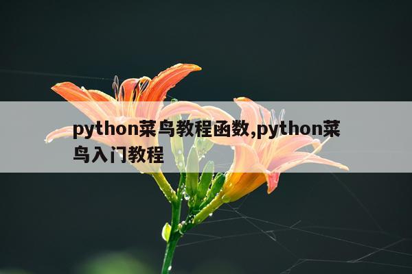 python菜鸟教程函数,python菜鸟入门教程